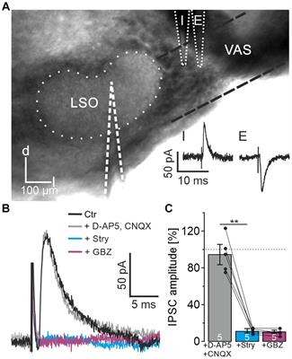 An inhibitory glycinergic projection from the cochlear nucleus to the lateral superior olive